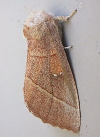 White-dotted Prominent